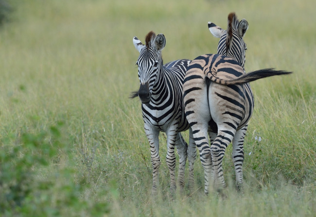Обои картинки фото животные, зебры, пара, трава, природа