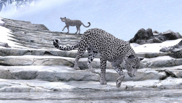 Картинка 3д+графика животные+ animals leopards