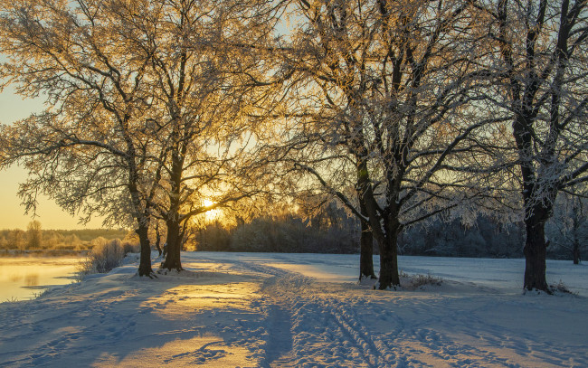 Обои картинки фото природа, зима, солнце, тропинка, снег, деревья, берег, десна, река, пейзаж, брянск