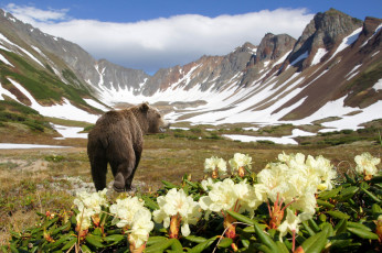 Картинка животные медведи природа медведь горы камчатка россия