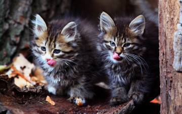 Картинка лазоревка лесные котята животные коты