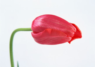 Картинка цветы тюльпаны лепестки