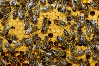 Картинка животные пчелы осы шмели соты много