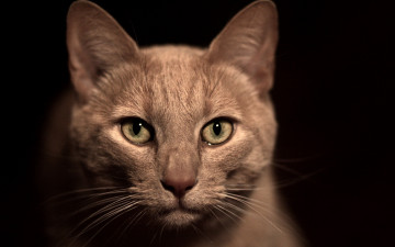 Картинка животные коты усы морда глаза