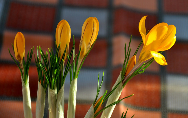 Обои картинки фото цветы, крокусы, зеленый, желтый