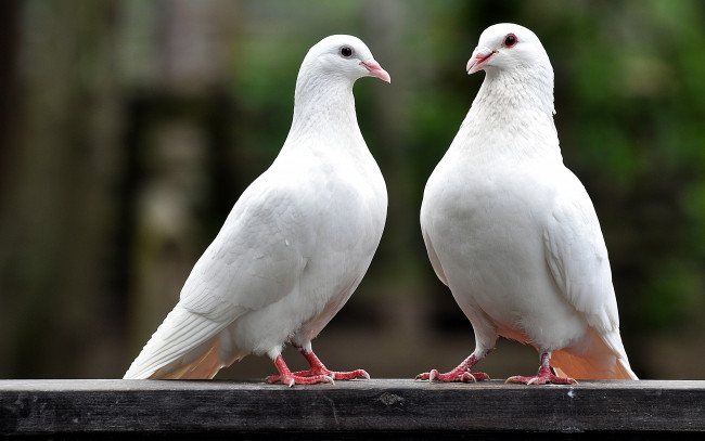 Обои картинки фото животные, голуби, пара, белый