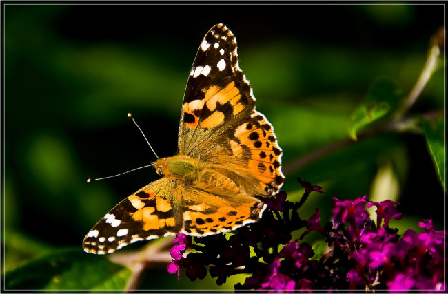 Обои картинки фото животные, бабочки, тёмный, цветок