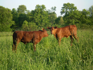 Картинка животные коровы буйволы лето луг трава