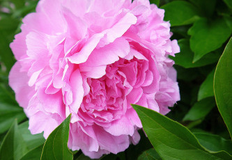 Картинка цветы пионы розовый крупный