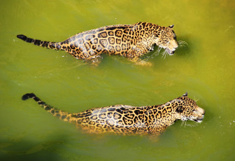 Картинка животные Ягуары кошки купание хищник вода