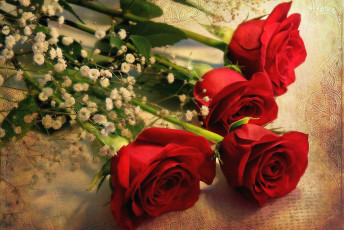 Картинка цветы розы красный гипсофила стебли