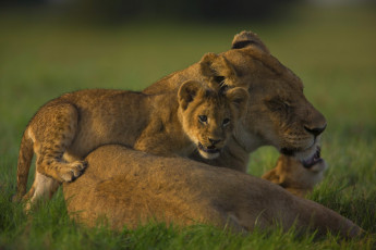 Картинка животные львы львята львица кошки хищники материнство
