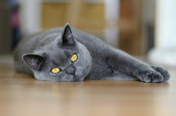 Картинка животные коты кошка взгляд