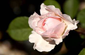 Картинка цветы розы бледно-розовый