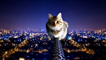 Картинка brave cat животные коты кот верхолаз