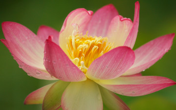 Картинка цветы лотосы лотос