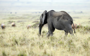 Картинка животные слоны слон природа фон