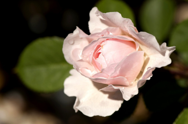 Обои картинки фото цветы, розы, бледно-розовый