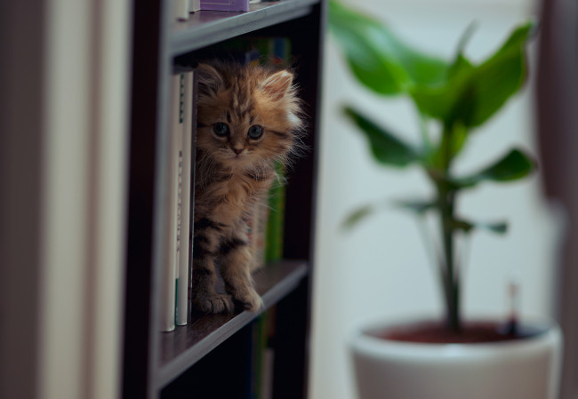 Обои картинки фото животные, коты, котёнок, книги