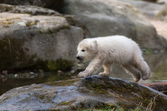 Картинка животные медведи белый медвежонок мокрый камень брызги