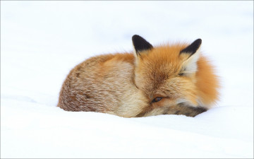 Картинка животные лисы fox зима animals лиса winter