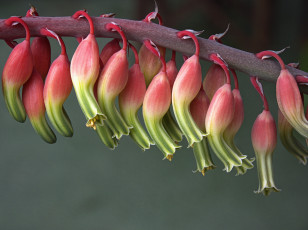Картинка цветы кактусы растение кактус цветение