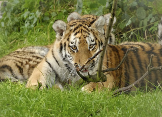 Картинка животные тигры трава тигрёнок