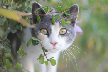 Картинка животные коты кот глаза взгляд лето
