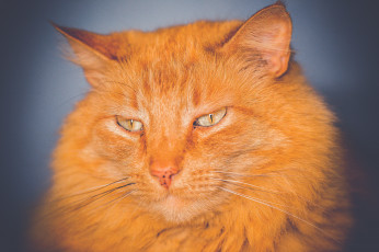 Картинка животные коты кот кошка глаза взгляд