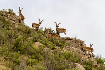 Картинка животные козы козлы склон гора