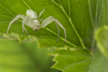 Картинка животные пауки лист макро паук