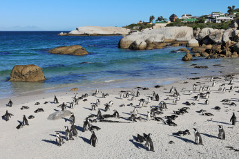 Картинка животные пингвины побережье море берег