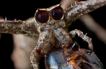 Картинка животные пауки макро паук глаза