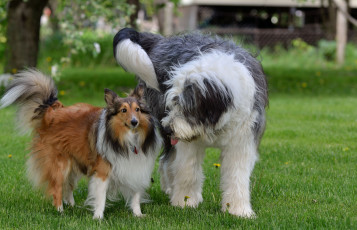 Картинка животные собаки пара друзья трава