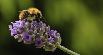 обоя животные, пчелы,  осы,  шмели, шмель, цветы, насекомое, утро, фон, макро