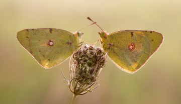 Картинка животные бабочки +мотыльки +моли бабочка фон усики крылья макро насекомое травинка