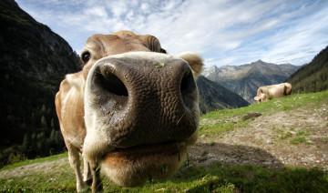 Картинка животные коровы +буйволы мося