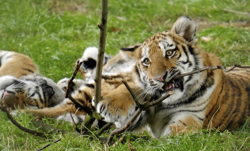 Картинка животные тигры трава тигрёнок