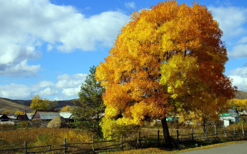 Картинка природа деревья осень дерево изгородь дома село