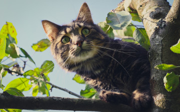 Картинка животные коты киса кошка глаза взгляд дерево