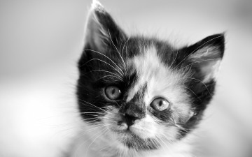 Картинка животные коты мордочка малыш взгляд котёнок