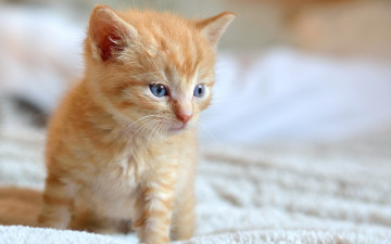 Картинка животные коты взгляд малыш мордочка рыжий котёнок