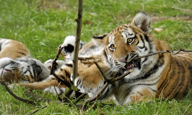 Обои картинки фото животные, тигры, трава, тигрёнок