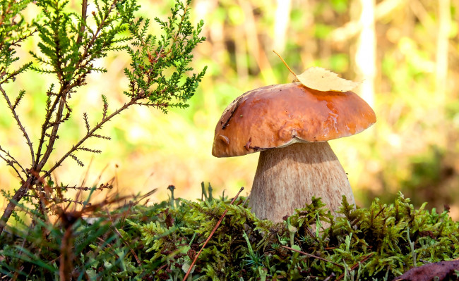 Обои картинки фото природа, грибы, мох, макро, боровик, белый, гриб