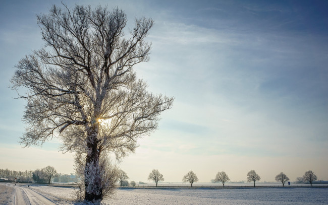 Обои картинки фото природа, зима, дорога, дерево, снег