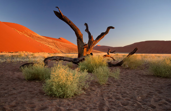 Обои картинки фото природа, пустыни, намибия, африка, пустыня, намиб, закат, кусты, бархан, песок, дерево