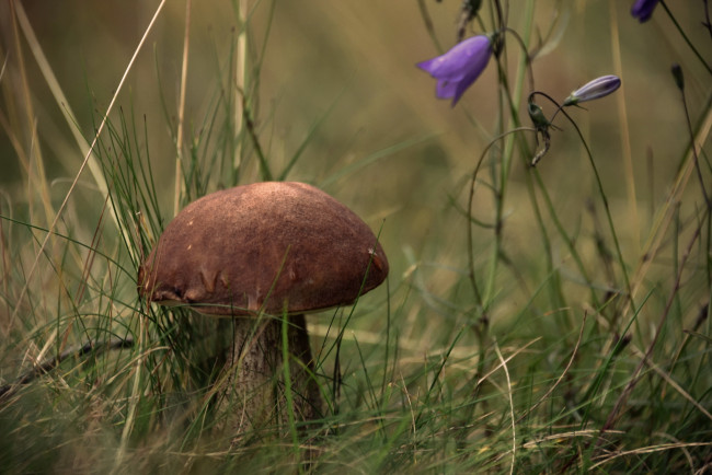 Обои картинки фото природа, грибы, осень, гриб
