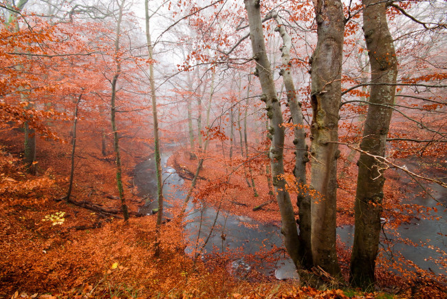 Обои картинки фото природа, реки, озера, осень, лес, река