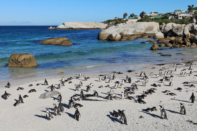 Обои картинки фото животные, пингвины, побережье, море, берег