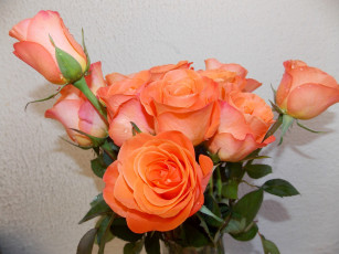 Картинка цветы розы персиковые бутоны